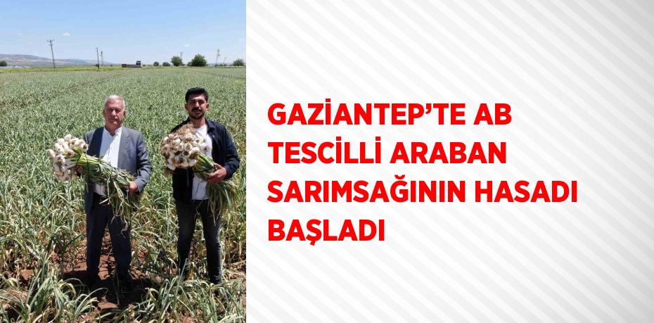 GAZİANTEP’TE AB TESCİLLİ ARABAN SARIMSAĞININ HASADI BAŞLADI