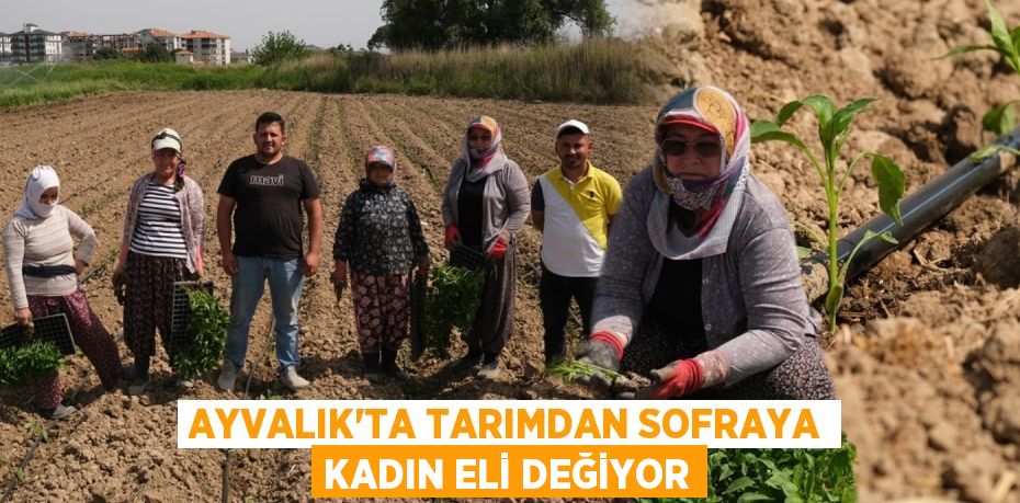 AYVALIK’TA TARIMDAN SOFRAYA KADIN ELİ DEĞİYOR