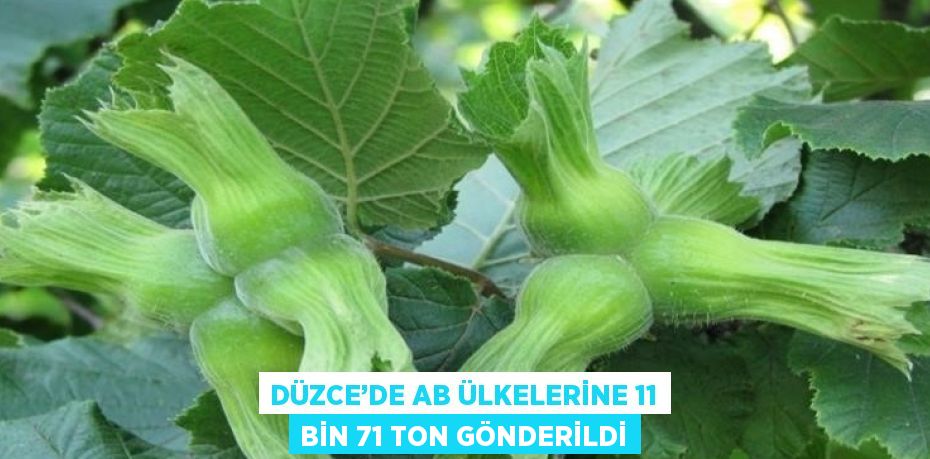 DÜZCE’DE AB ÜLKELERİNE 11 BİN 71 TON GÖNDERİLDİ