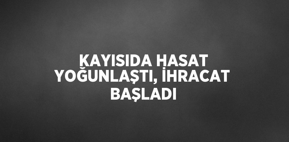KAYISIDA HASAT YOĞUNLAŞTI, İHRACAT BAŞLADI