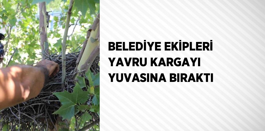 BELEDİYE EKİPLERİ YAVRU KARGAYI YUVASINA BIRAKTI