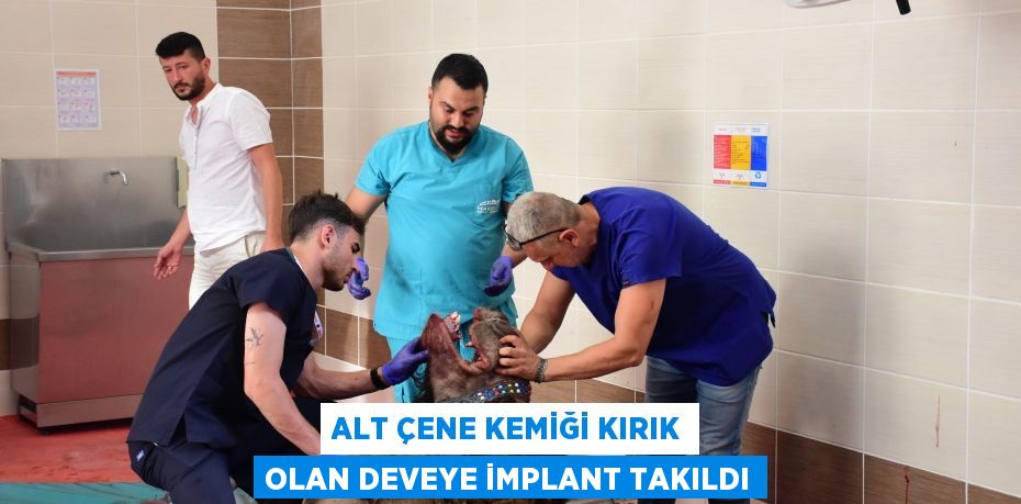 Alt çene kemiği kırık olan deveye implant takıldı