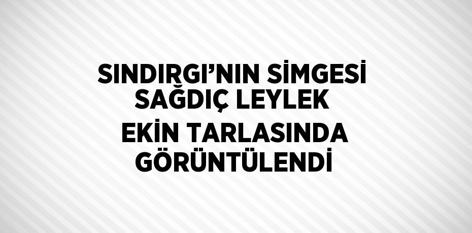 SINDIRGI’NIN SİMGESİ SAĞDIÇ LEYLEK EKİN TARLASINDA GÖRÜNTÜLENDİ