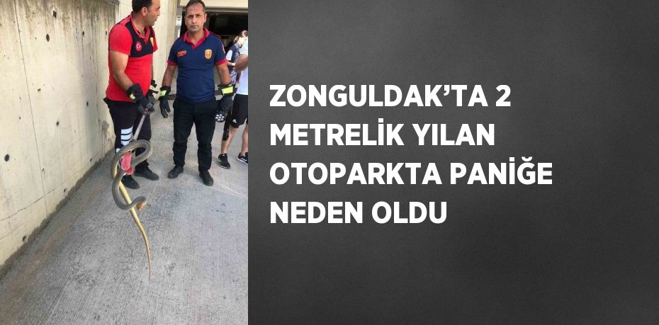 ZONGULDAK’TA 2 METRELİK YILAN OTOPARKTA PANİĞE NEDEN OLDU