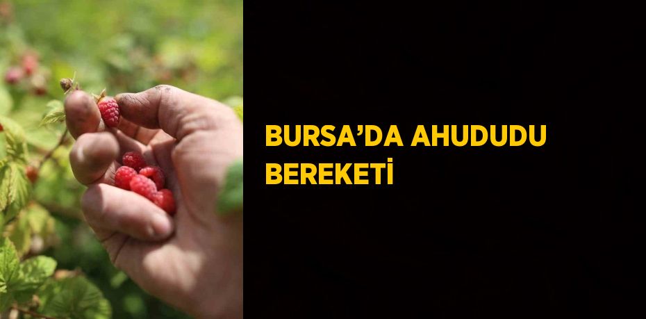 BURSA’DA AHUDUDU BEREKETİ