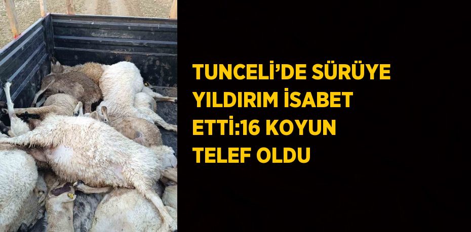 TUNCELİ’DE SÜRÜYE YILDIRIM İSABET ETTİ:16 KOYUN TELEF OLDU