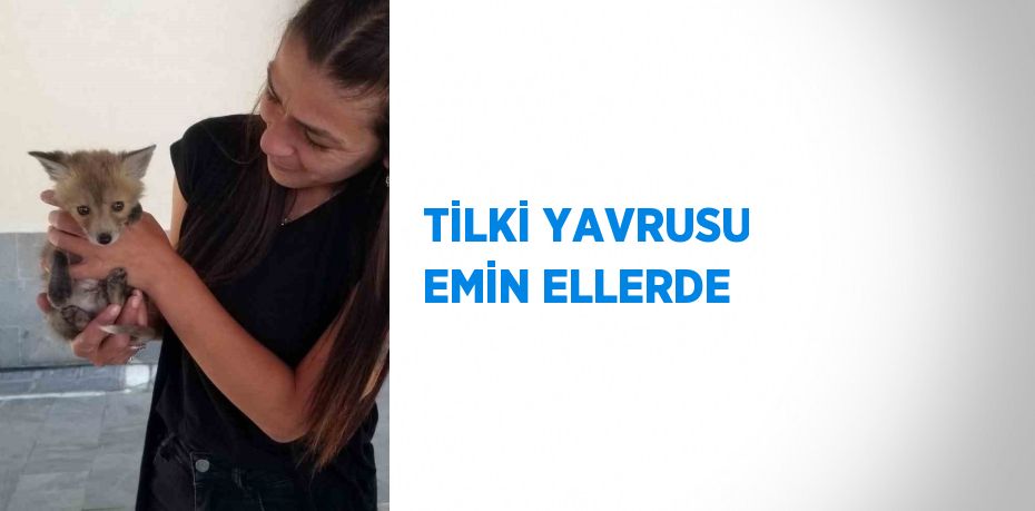 TİLKİ YAVRUSU EMİN ELLERDE