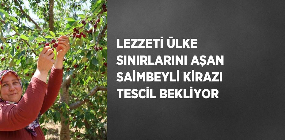 LEZZETİ ÜLKE SINIRLARINI AŞAN SAİMBEYLİ KİRAZI TESCİL BEKLİYOR