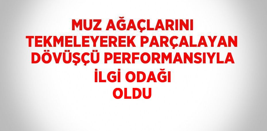 MUZ AĞAÇLARINI TEKMELEYEREK PARÇALAYAN DÖVÜŞÇÜ PERFORMANSIYLA İLGİ ODAĞI OLDU