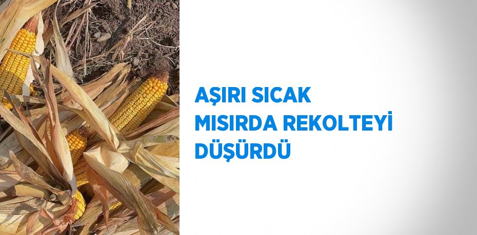 AŞIRI SICAK MISIRDA REKOLTEYİ DÜŞÜRDÜ