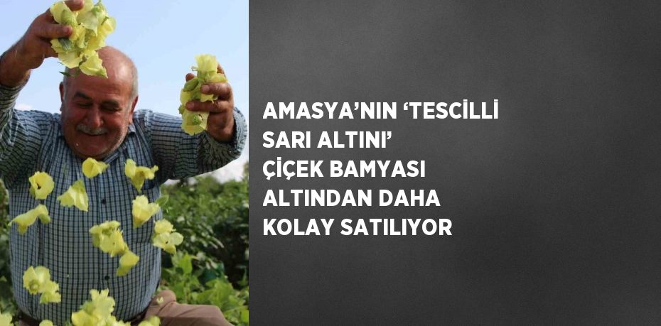 AMASYA’NIN ‘TESCİLLİ SARI ALTINI’ ÇİÇEK BAMYASI ALTINDAN DAHA KOLAY SATILIYOR