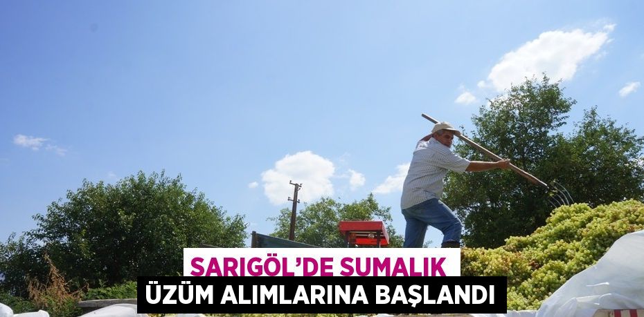 SARIGÖL’DE SUMALIK ÜZÜM ALIMLARINA BAŞLANDI