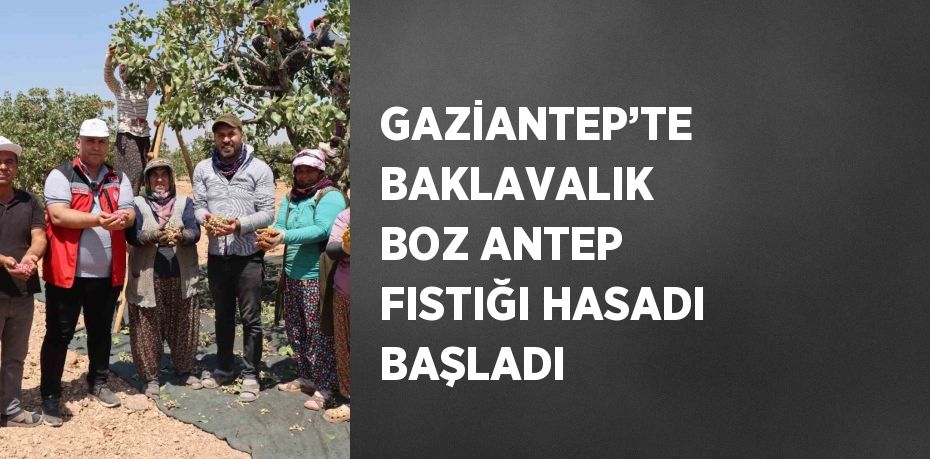 GAZİANTEP’TE BAKLAVALIK BOZ ANTEP FISTIĞI HASADI BAŞLADI
