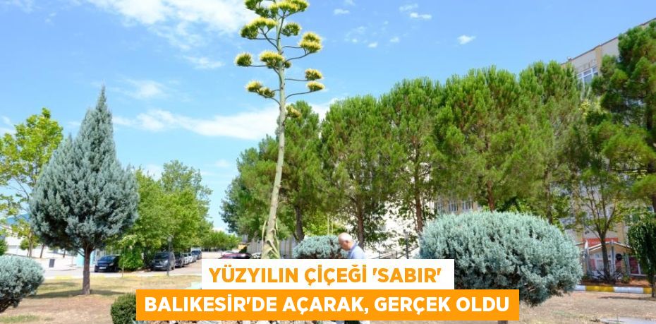 Yüzyılın çiçeği 'Sabır' Balıkesir'de açarak, gerçek oldu