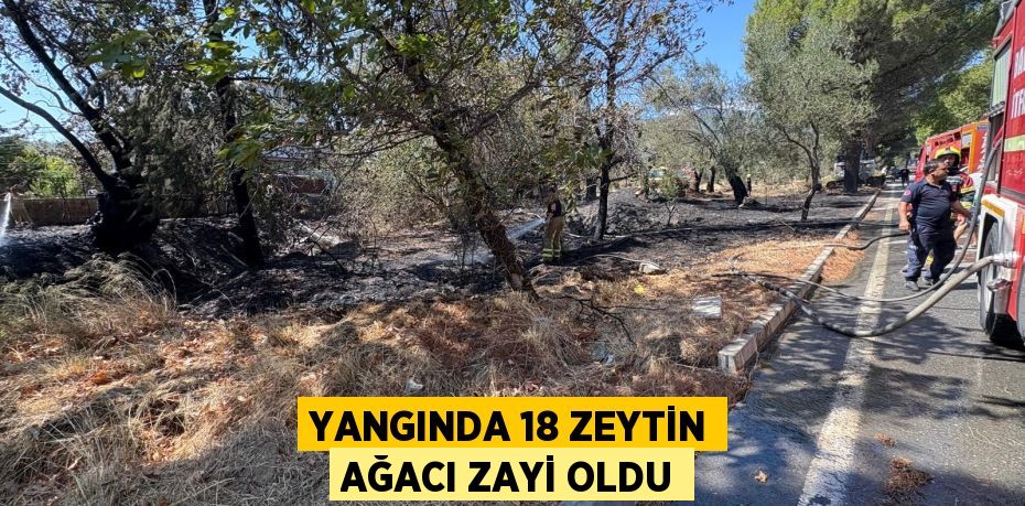 Yangında 18 zeytin ağacı zayi oldu