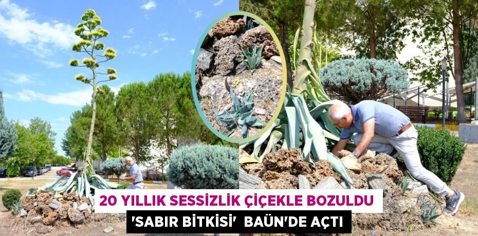 20 yıllık sessizlik çiçekle bozuldu “Sabır Bitkisi”  BAÜN’de açtı