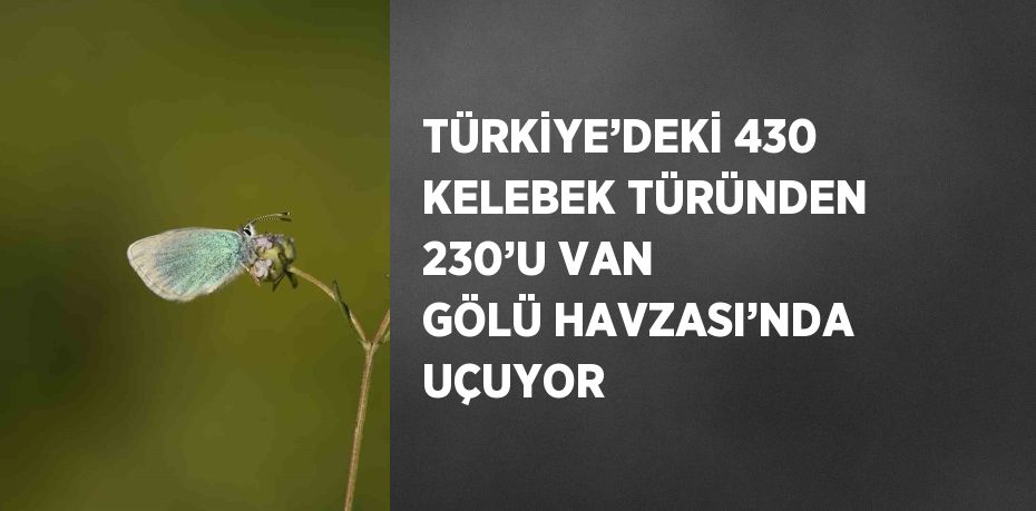 TÜRKİYE’DEKİ 430 KELEBEK TÜRÜNDEN 230’U VAN GÖLÜ HAVZASI’NDA UÇUYOR