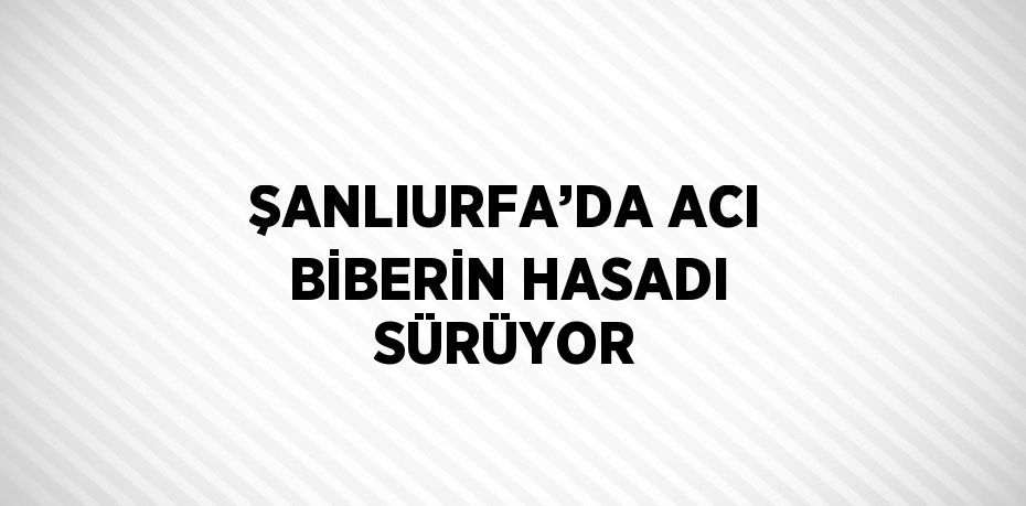 ŞANLIURFA’DA ACI BİBERİN HASADI SÜRÜYOR