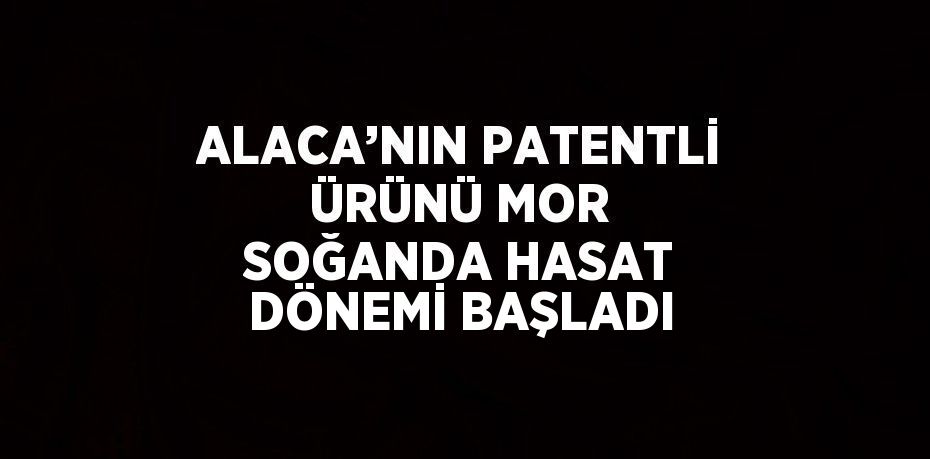 ALACA’NIN PATENTLİ ÜRÜNÜ MOR SOĞANDA HASAT DÖNEMİ BAŞLADI