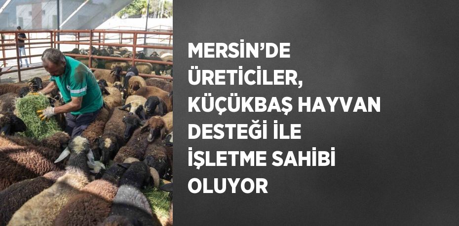 MERSİN’DE ÜRETİCİLER, KÜÇÜKBAŞ HAYVAN DESTEĞİ İLE İŞLETME SAHİBİ OLUYOR