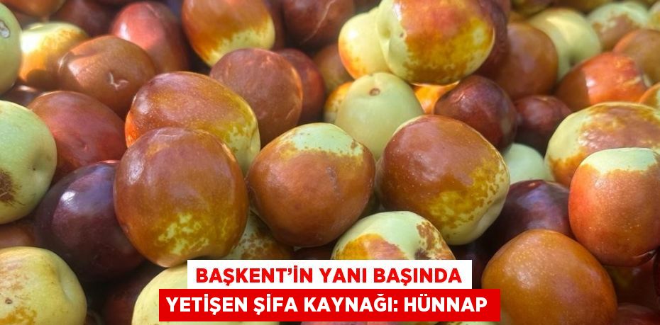 BAŞKENT’İN YANI BAŞINDA YETİŞEN ŞİFA KAYNAĞI: HÜNNAP