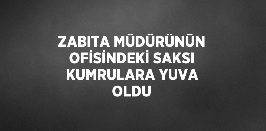 ZABITA MÜDÜRÜNÜN OFİSİNDEKİ SAKSI KUMRULARA YUVA OLDU