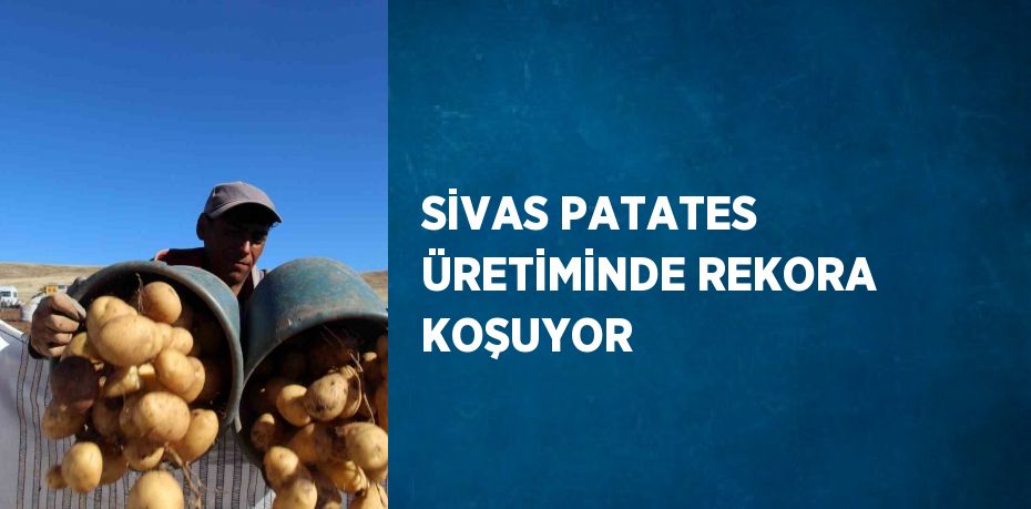 SİVAS PATATES ÜRETİMİNDE REKORA KOŞUYOR