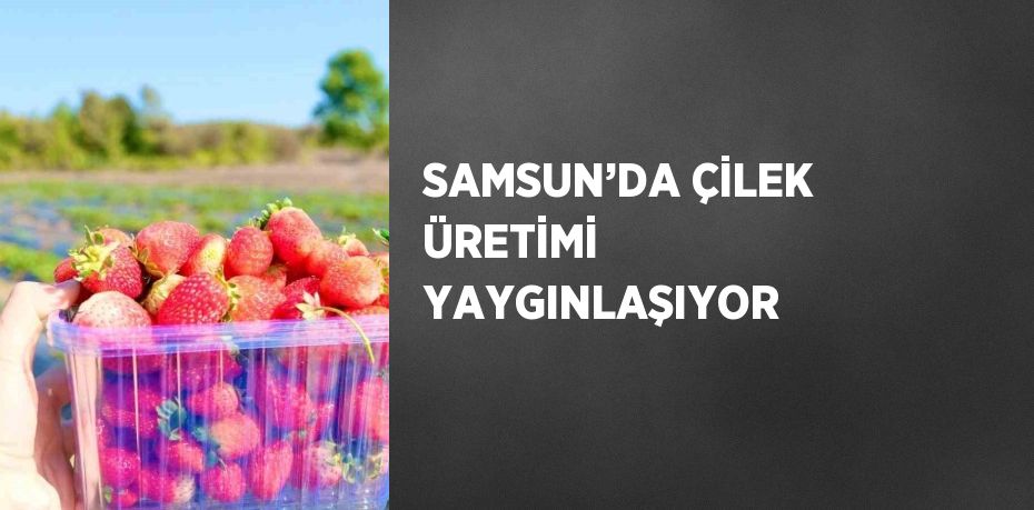 SAMSUN’DA ÇİLEK ÜRETİMİ YAYGINLAŞIYOR