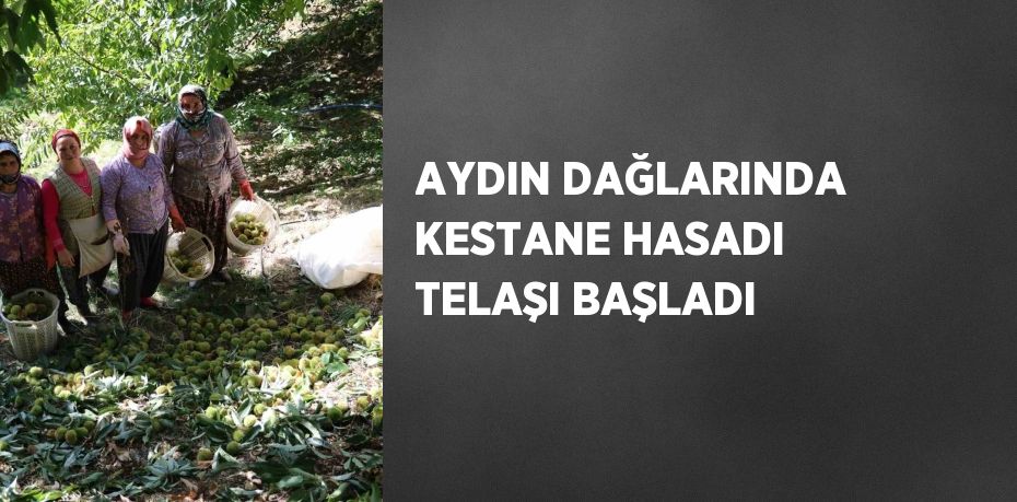 AYDIN DAĞLARINDA KESTANE HASADI TELAŞI BAŞLADI