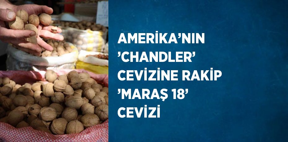 AMERİKA’NIN ’CHANDLER’ CEVİZİNE RAKİP ’MARAŞ 18’ CEVİZİ