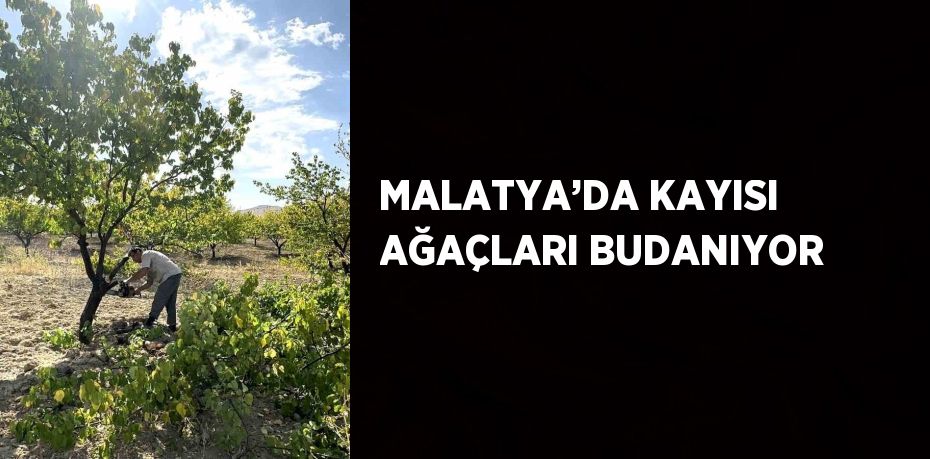 MALATYA’DA KAYISI AĞAÇLARI BUDANIYOR