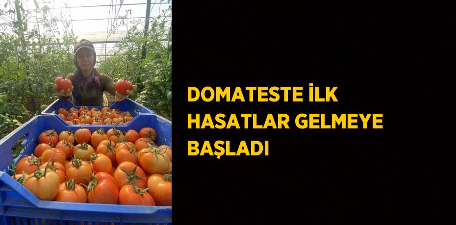 DOMATESTE İLK HASATLAR GELMEYE BAŞLADI