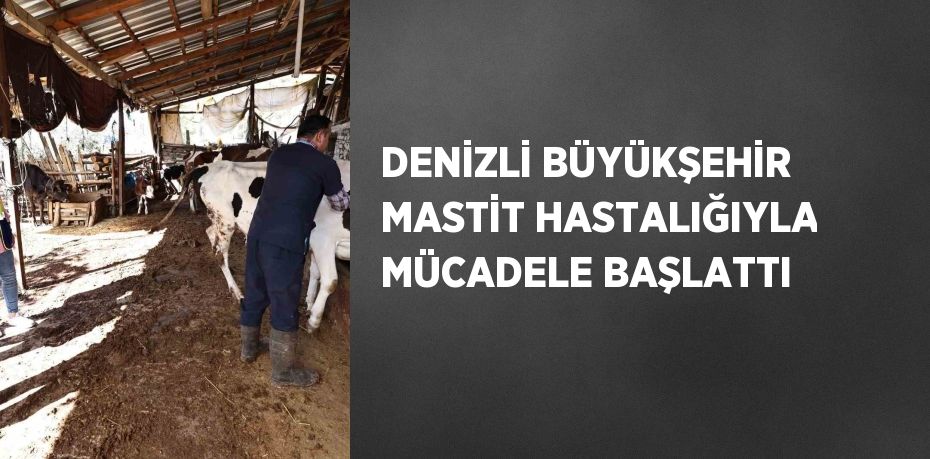 DENİZLİ BÜYÜKŞEHİR MASTİT HASTALIĞIYLA MÜCADELE BAŞLATTI