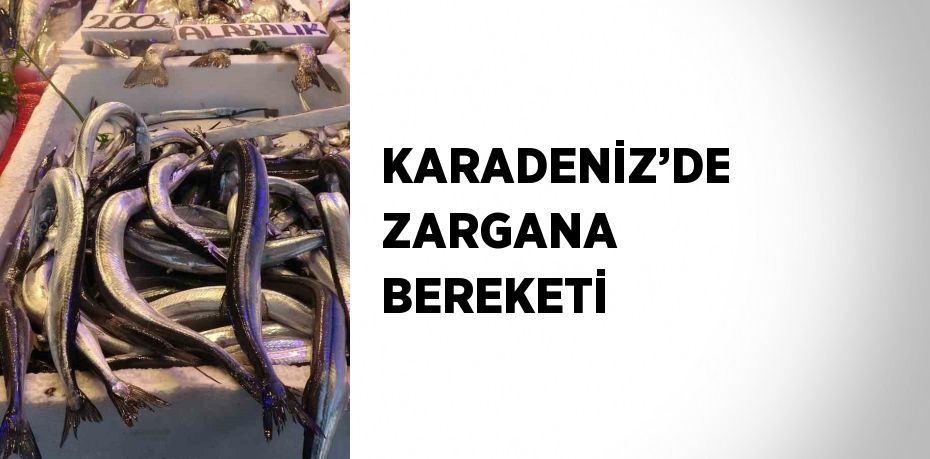 KARADENİZ’DE ZARGANA BEREKETİ