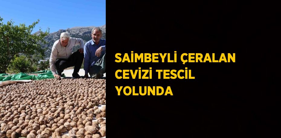 SAİMBEYLİ ÇERALAN CEVİZİ TESCİL YOLUNDA