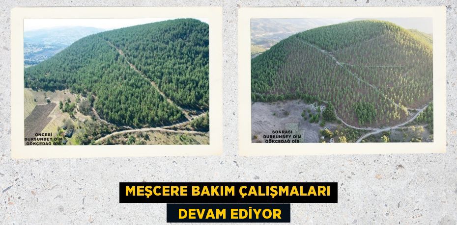 MEŞCERE BAKIM ÇALIŞMALARI   DEVAM EDİYOR