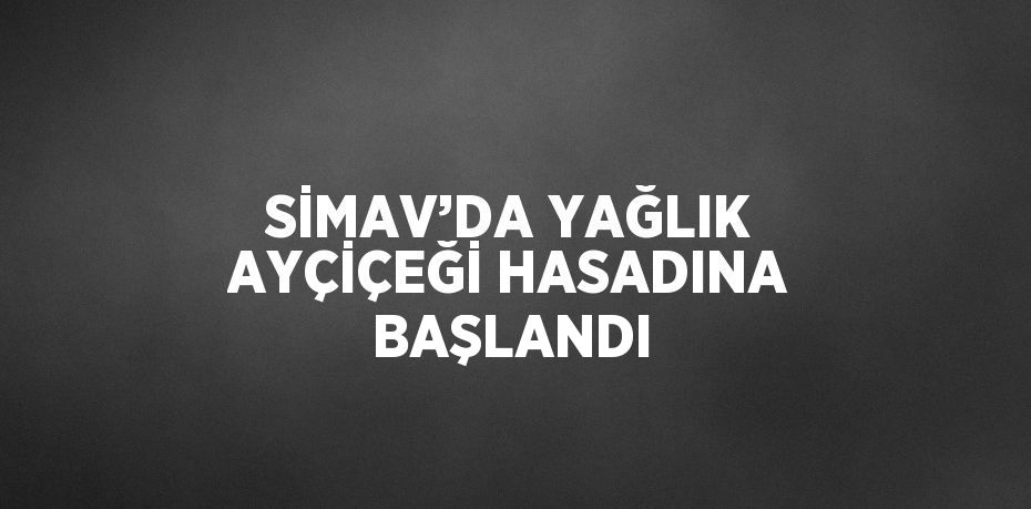 SİMAV’DA YAĞLIK AYÇİÇEĞİ HASADINA BAŞLANDI