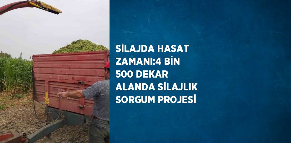 SİLAJDA HASAT ZAMANI:4 BİN 500 DEKAR ALANDA SİLAJLIK SORGUM PROJESİ