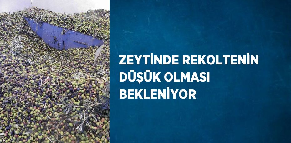 ZEYTİNDE REKOLTENİN DÜŞÜK OLMASI BEKLENİYOR