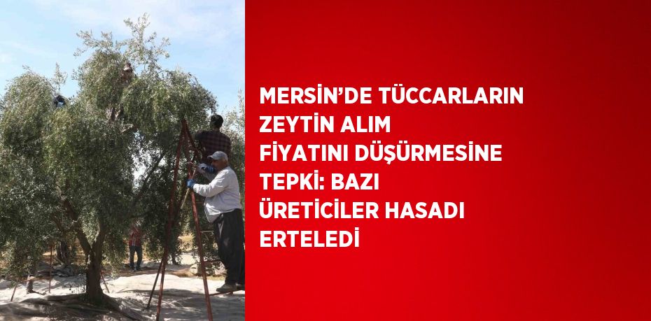 MERSİN’DE TÜCCARLARIN ZEYTİN ALIM FİYATINI DÜŞÜRMESİNE TEPKİ: BAZI ÜRETİCİLER HASADI ERTELEDİ