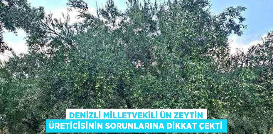 DENİZLİ MİLLETVEKİLİ ÜN ZEYTİN ÜRETİCİSİNİN SORUNLARINA DİKKAT ÇEKTİ