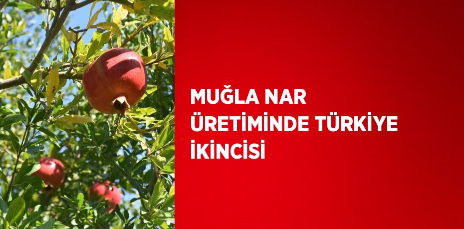 MUĞLA NAR ÜRETİMİNDE TÜRKİYE İKİNCİSİ