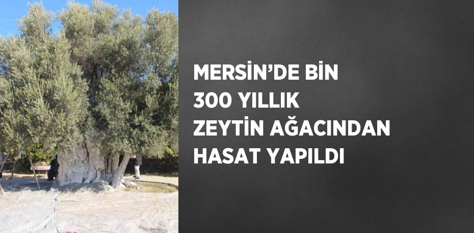 MERSİN’DE BİN 300 YILLIK ZEYTİN AĞACINDAN HASAT YAPILDI