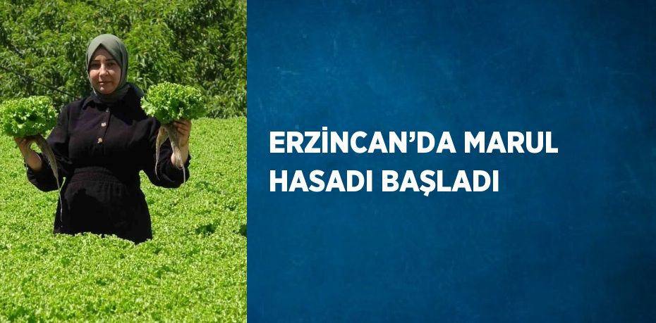 ERZİNCAN’DA MARUL HASADI BAŞLADI