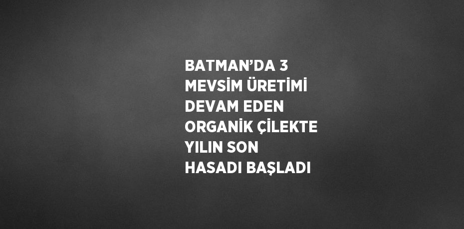 BATMAN’DA 3 MEVSİM ÜRETİMİ DEVAM EDEN ORGANİK ÇİLEKTE YILIN SON HASADI BAŞLADI