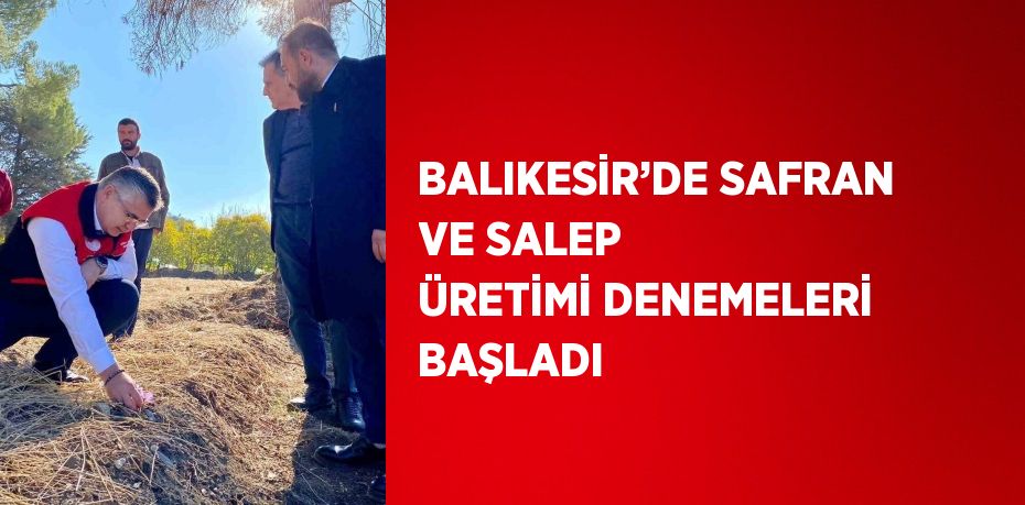 BALIKESİR’DE SAFRAN VE SALEP ÜRETİMİ DENEMELERİ BAŞLADI