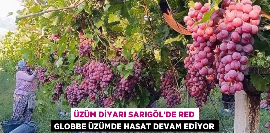 ÜZÜM DİYARI SARIGÖL’DE RED GLOBBE ÜZÜMDE HASAT DEVAM EDİYOR