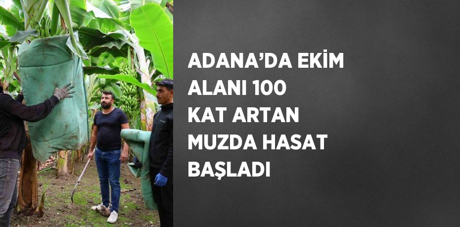 ADANA’DA EKİM ALANI 100 KAT ARTAN MUZDA HASAT BAŞLADI