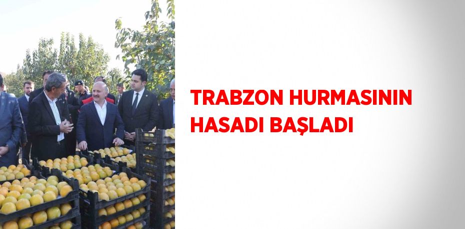 TRABZON HURMASININ HASADI BAŞLADI