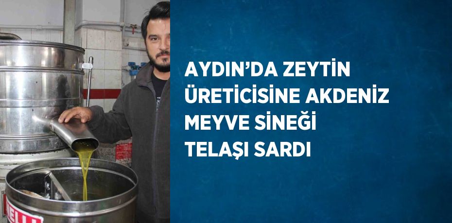 AYDIN’DA ZEYTİN ÜRETİCİSİNE AKDENİZ MEYVE SİNEĞİ TELAŞI SARDI